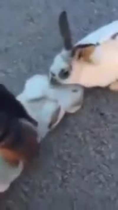 poor rabbits
