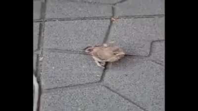 birb: +30 happiness -90 loneliness