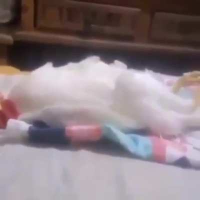 C&oacute;mo dormir a un gallo admin 🐓😴