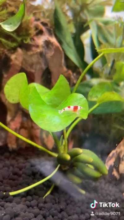 Shrimp!