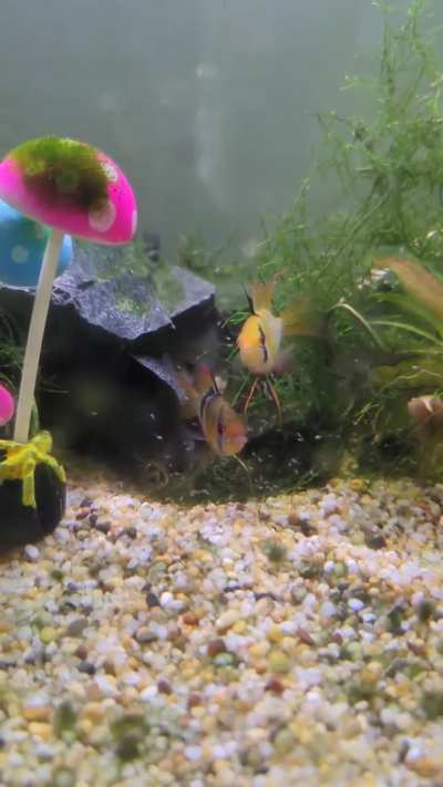 Walked past my community tank and saw...