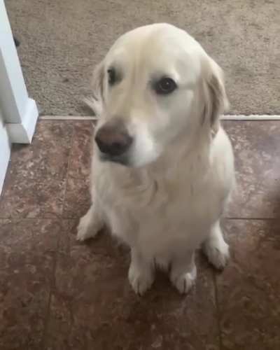 Golden&rsquo;s Way Of Saying Sorry