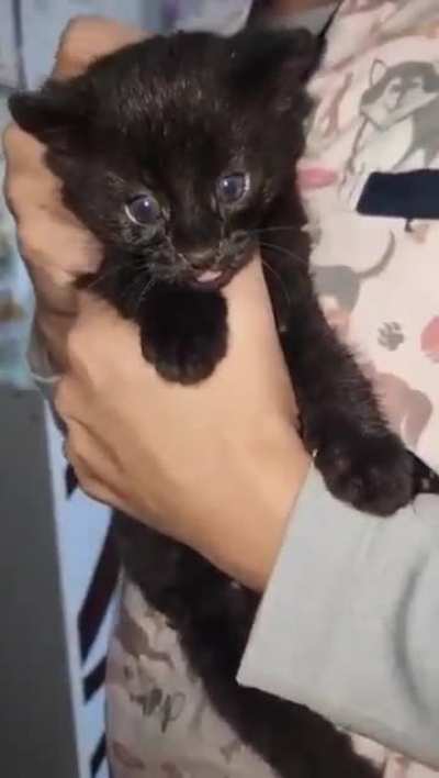 Policía ecológica de Santa Fe rescató un cachorrito de gato montés que deambulaba en una zona rural de Coronda 