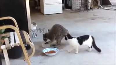 That‘s why I love raccoons! :D