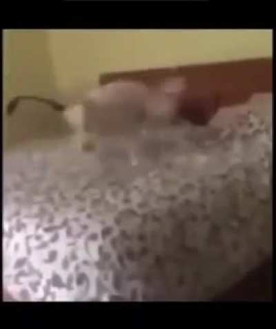 What the dog doin
