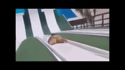 Going down a water slide