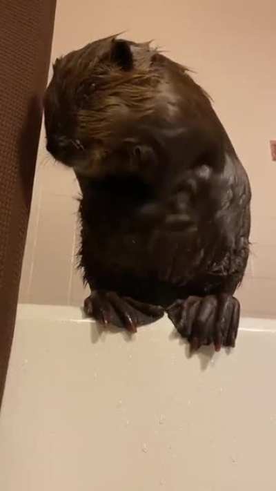 Clean beaver is a happy beaver