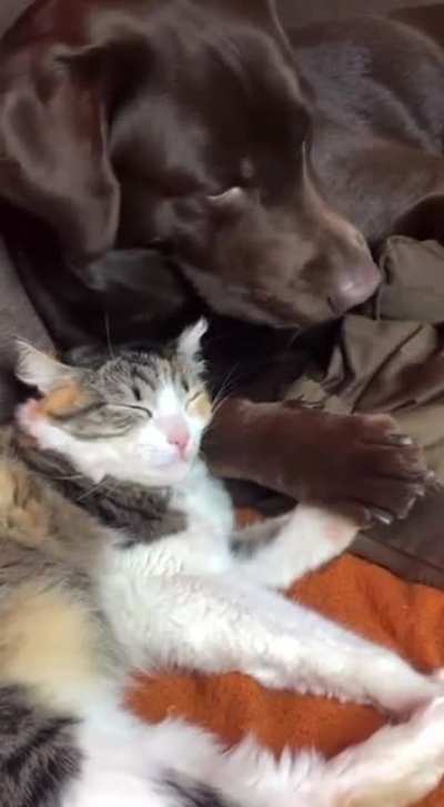 Team Sleep
