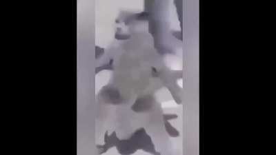 Cat Dance