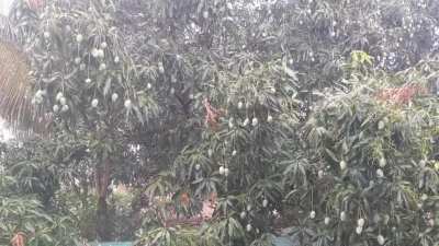 Mango Showers, India