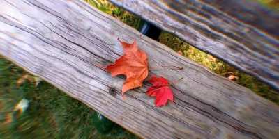 autumn leaves