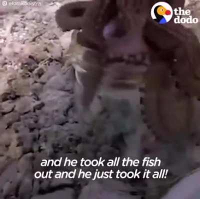 Octopus seeks help from a diver