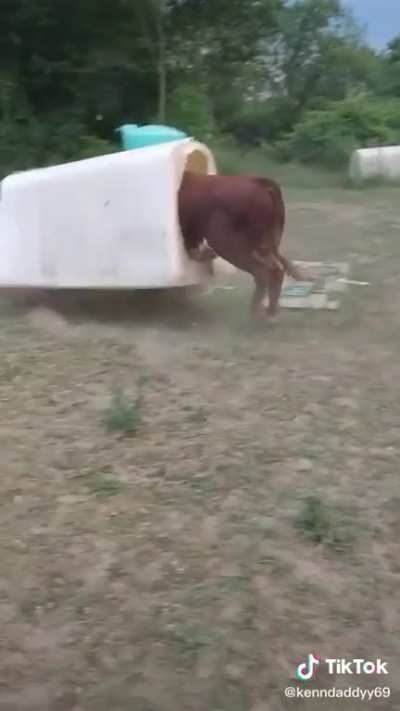 "Тел&euml;ночек-то уже подрос! "