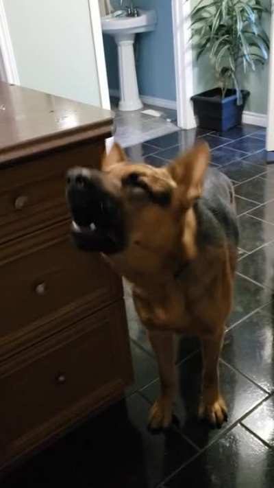 My dog Shaman sings to Litanie contre la peur. He is shy of two years old and has never howled until he first heard this track. He now does it everytime it plays so Ive used it as a tool to teach him to "sing" on command. My friend's Shepherd does the sam