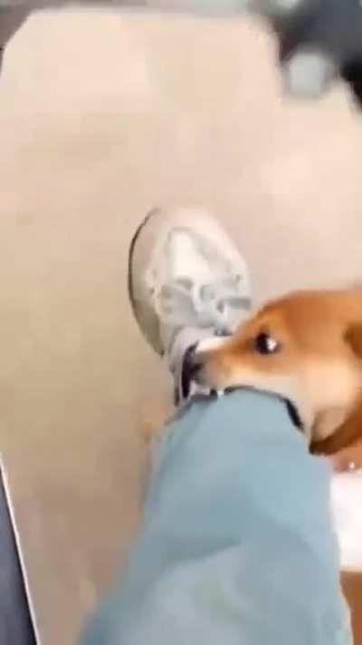 Give treats to street dogs otherwise.. 