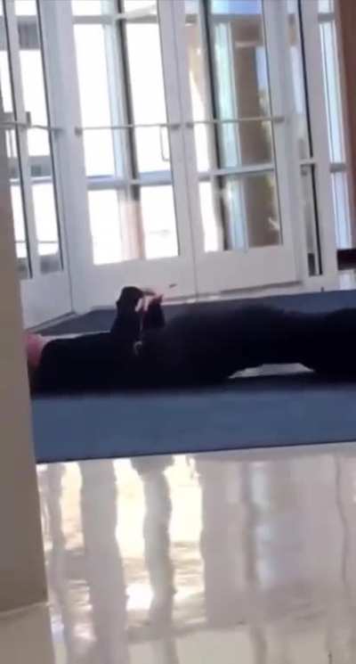 Buddy got laid out