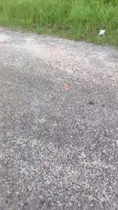 Man stops to rescue a kitten, gets welcomed by the entire squad!