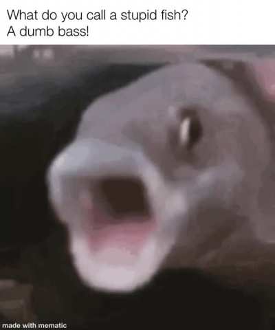Fish meme