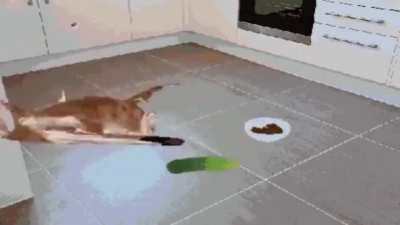 what the cat&hellip;
