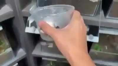 Pouring some soil in the terrarium