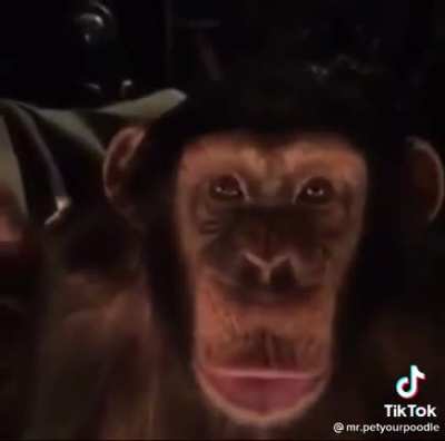 Celebrate monke