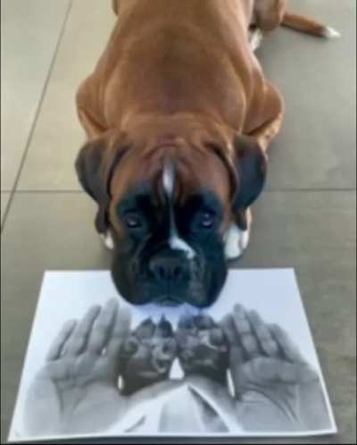 dog