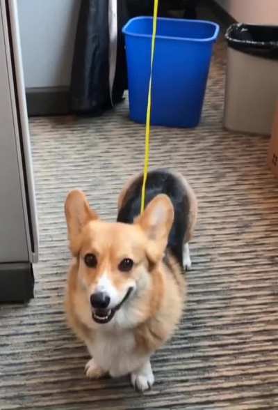 Dog tracking device