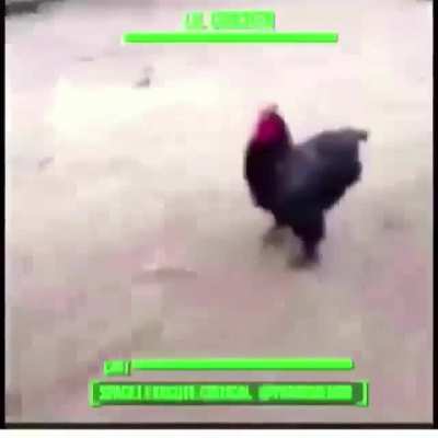 lil chicken