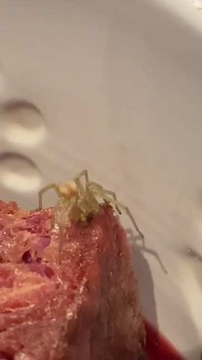munching on meat