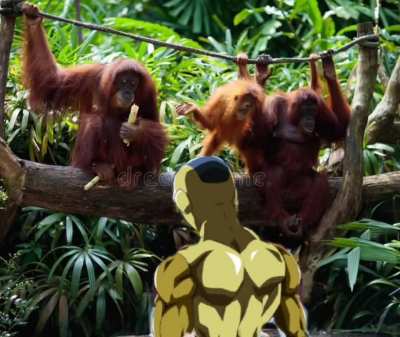Cold man looks at monkeys