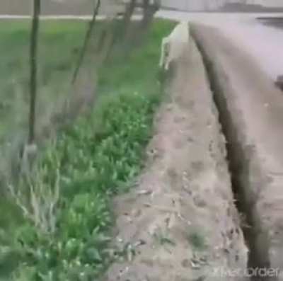 Kind-hearted soul rescues a stranded sheep.