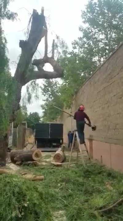WCGW sawing a big tree branch (possibly disturbing video)