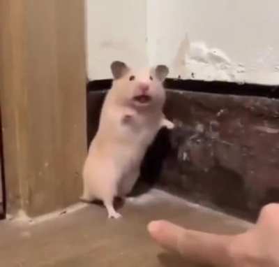 Startled Hamster **NOW WITH AUDIO**