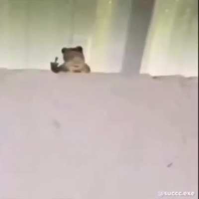 🐸🖕