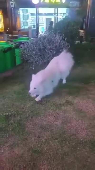 Sploot