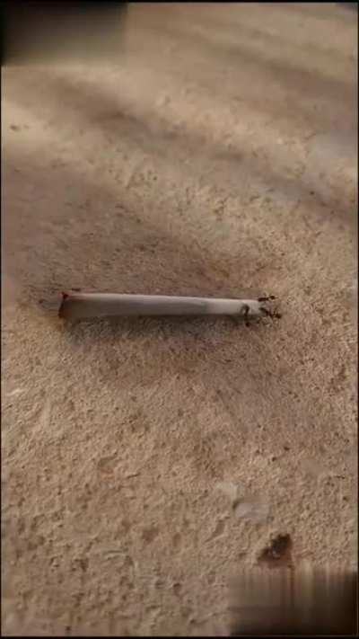 New Age ants ;)
