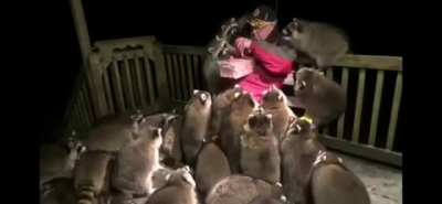 Wall To Wall Raccoons