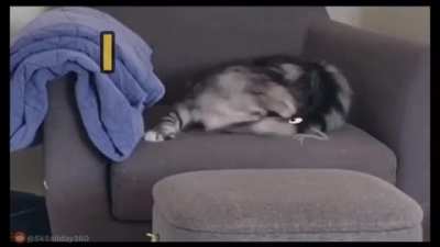 Kitty bomb