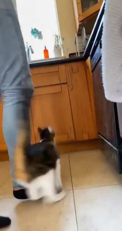 I don&rsquo;t stand a chance when I open a can of tuna for myself