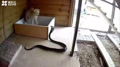 Cat defends itself from attacking Cobra