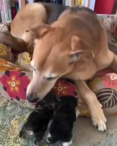 Are you our mommy?