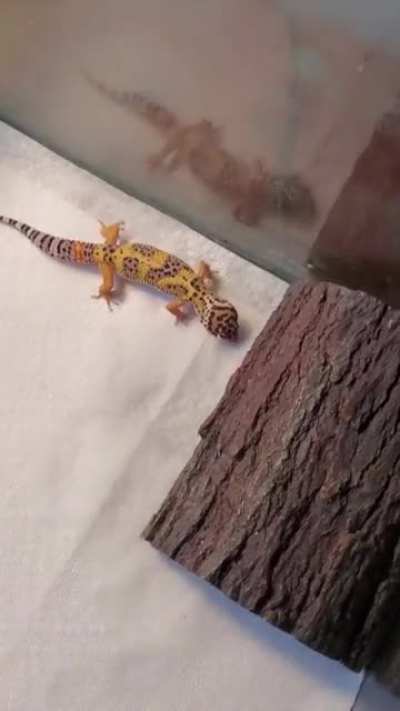 I guess the floor is tasty?