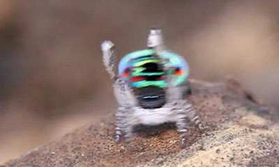 Australia&rsquo;s 29 species of tiny Peacock Spiders are the most attractive of the world&rsquo;s more than 5000 species of jumping spider. They stand out because of their small size, their relatively large eyes and, the male&rsquo;s opisthosomal fan courtship dance.