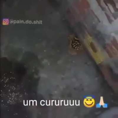 Cururu