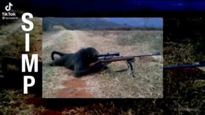Monke hunts