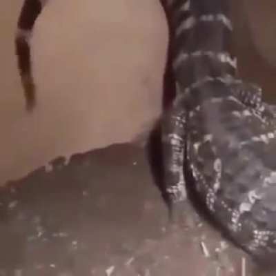 Gator :D