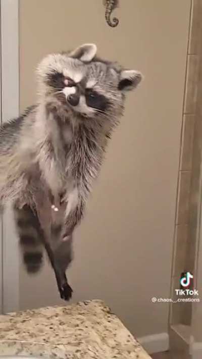 Cursed_ raccoon puppet thing