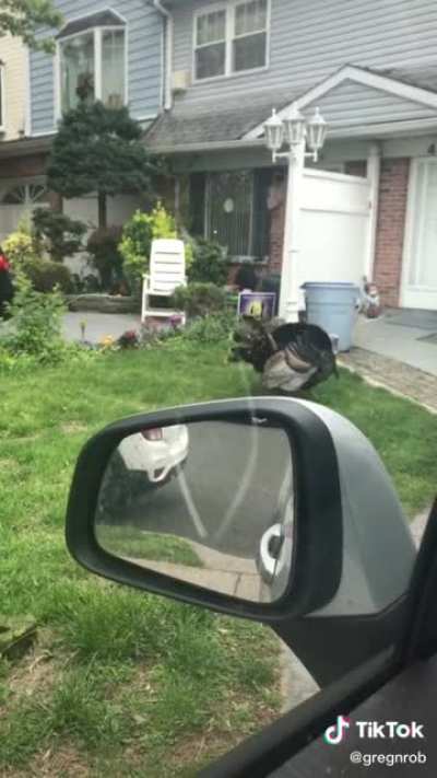 2 turkeys having sex on Staten Island man&rsquo;s lawn. Happy Thanksgiving!