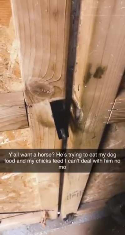 Horse thief