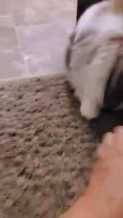 I heard your rabbit doesn't like his medicine, here's mine